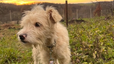 Situațiile care aduc mulțumire: Fight For Animals a salvat din pustietate un prieten afectuos! Povestea cățelușului care primește șansa vieții!