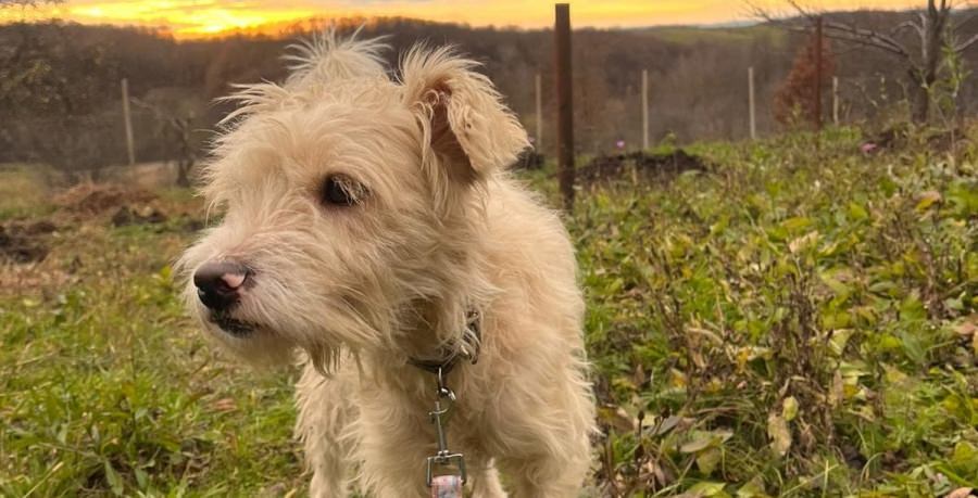 Situațiile care aduc mulțumire: Fight For Animals a salvat din pustietate un prieten afectuos! Povestea cățelușului care primește șansa vieții!
