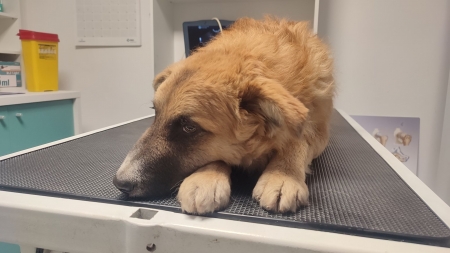 Cățelul de la Tipografie: Topo sau patrupedul care dorește să aibă o familie iubitoare! Salvat de pe stradă, el beneficiază de îngrijiri și cazare!