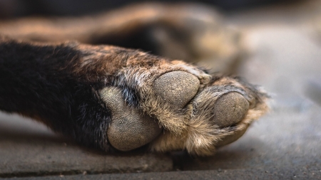 Tânăr maramureșean reținut pentru uciderea unui câine