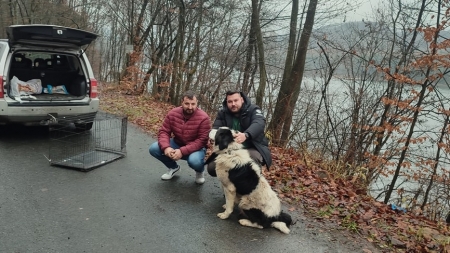Cățelul de la Baraj: Povestea patrupedului maramureșean care câștigă de astăzi o familie iubitoare! Acțiunea salvării aparține Fight For Animals!