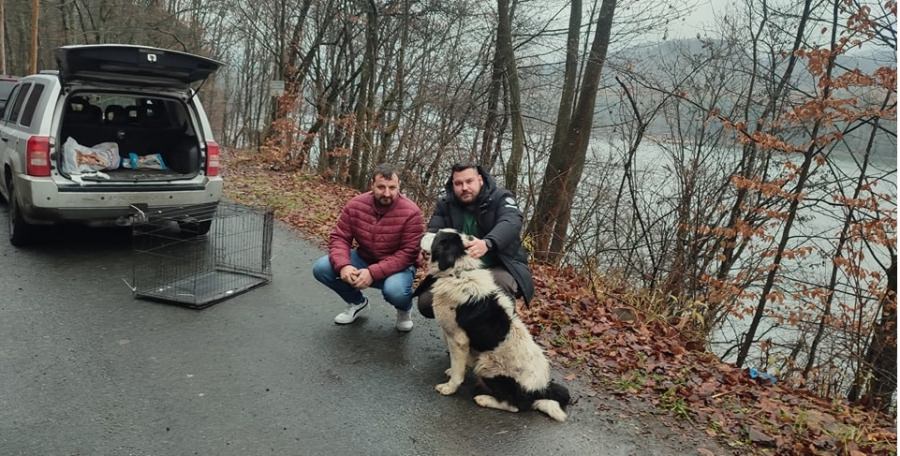 Cățelul de la Baraj: Povestea patrupedului maramureșean care câștigă de astăzi o familie iubitoare! Acțiunea salvării aparține Fight For Animals!