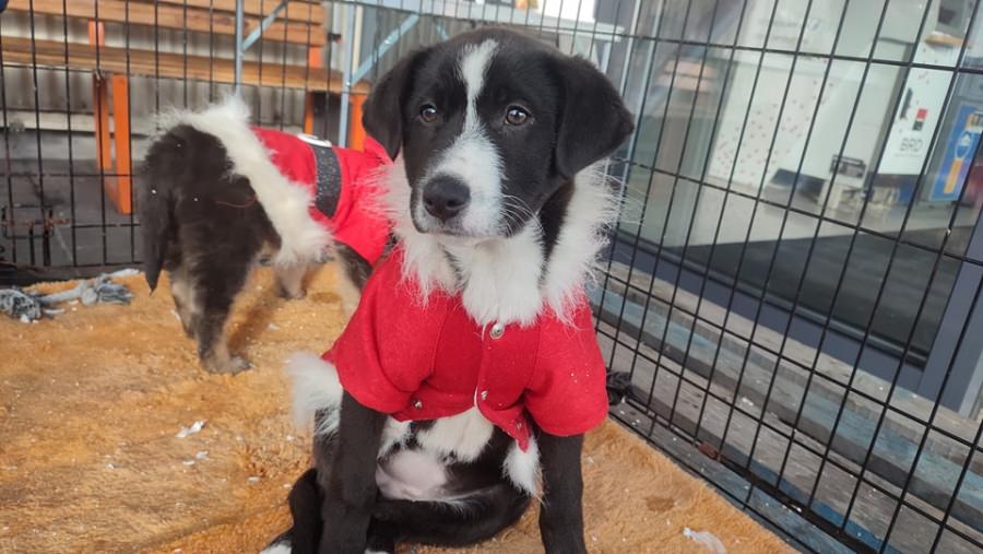 Adoptă iubirea de Crăciun: Fight For Animals Baia Mare, activa asociație care susține prietenii blănoși, are acțiunea de adopții, colectă de hrană!