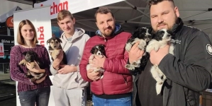 Un succes al Asociației Fight For Animals: Trei adopții dar și o cantitate impresionantă de hrană colectată, acum, destinată pisicilor și câinilor!
