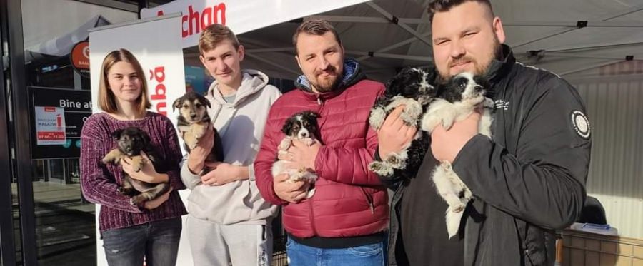 Un succes al Asociației Fight For Animals: Trei adopții dar și o cantitate impresionantă de hrană colectată, acum, destinată pisicilor și câinilor!