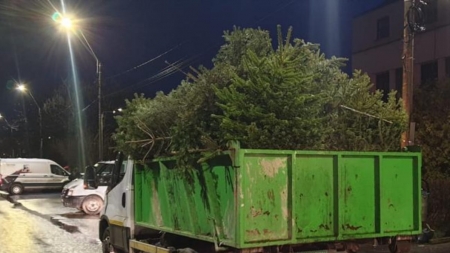 În Baia Mare: Campania de colectare a brazilor de Crăciun se prelungește