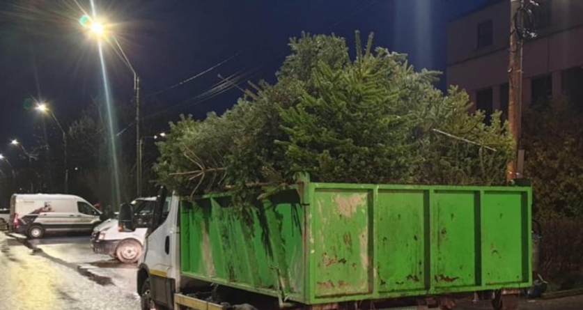 În Baia Mare: Campania de colectare a brazilor de Crăciun se prelungește