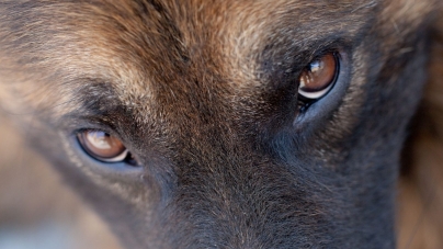 Câine găsit mort în Ulmoasa; Ar fi fost otrăvit