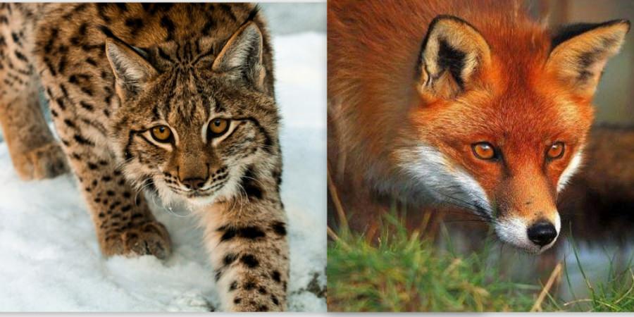 Surpriză splendidă la începutul anului în aria montană maramureșeană: Imagini captivante cu adevărate frumuseți, râsul și vulpea, în Munții Rodnei!