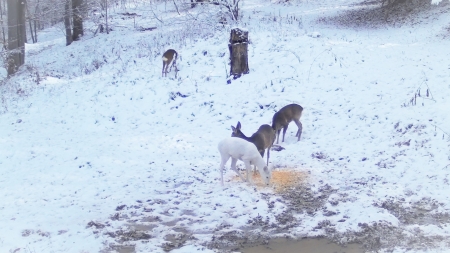 Raritate în fauna României: Căprioară albă în Parcul Natural Bucegi