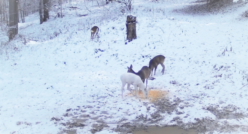 Raritate în fauna României: Căprioară albă în Parcul Natural Bucegi