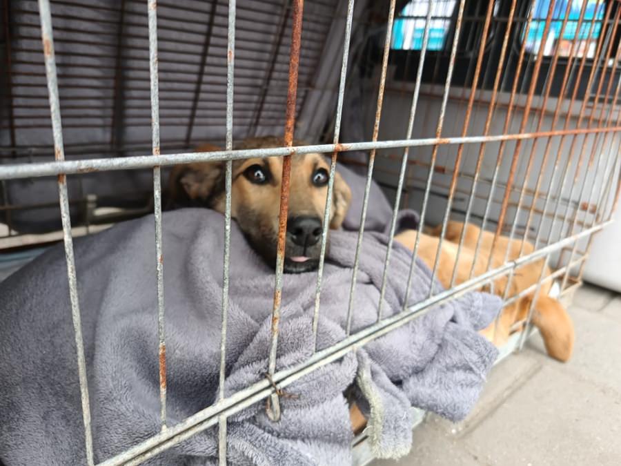 Nouă acțiune a Asociației Fight For Animals: S-a colectat în weekend o cantitate esențială de hrană și ajutoare, destinate pisicilor și câinilor!