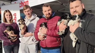 Găsește prietenul pe viață: Fight For Animals Baia Mare, activa asociație care susține prietenii blănoși, are acțiune de adopții, colectă de hrană!
