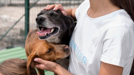 Inițiativă importantă a Asociației Fight For Animals Baia Mare: Colaborare, pentru binele prietenilor blănoși, cu o primărie din județul Maramureș!
