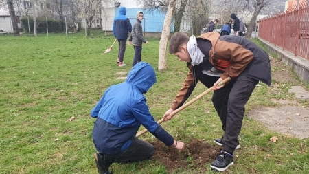 150 de puieți de brad au fost plantați în curtea Școlii „Al. I. Cuza” Baia Mare