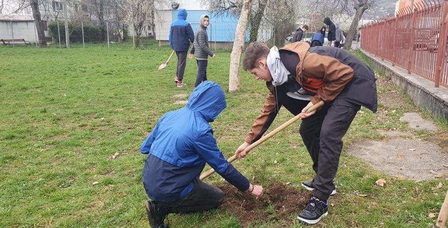 150 de puieți de brad au fost plantați în curtea Școlii „Al. I. Cuza” Baia Mare