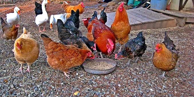 DSVSA Maramureș: Risc epidemiologic pentru păsările domestice în sezonul de migrare al celor călătoare