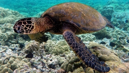 De la Băiuț în Marea Caraibilor, pe urmele Broaștei țestoase gigant