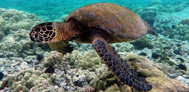 De la Băiuț în Marea Caraibilor, pe urmele Broaștei țestoase gigant