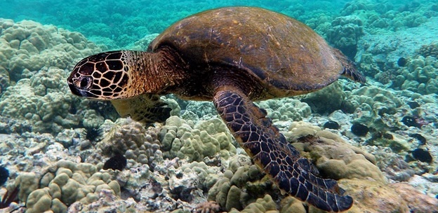 De la Băiuț în Marea Caraibilor, pe urmele Broaștei țestoase gigant