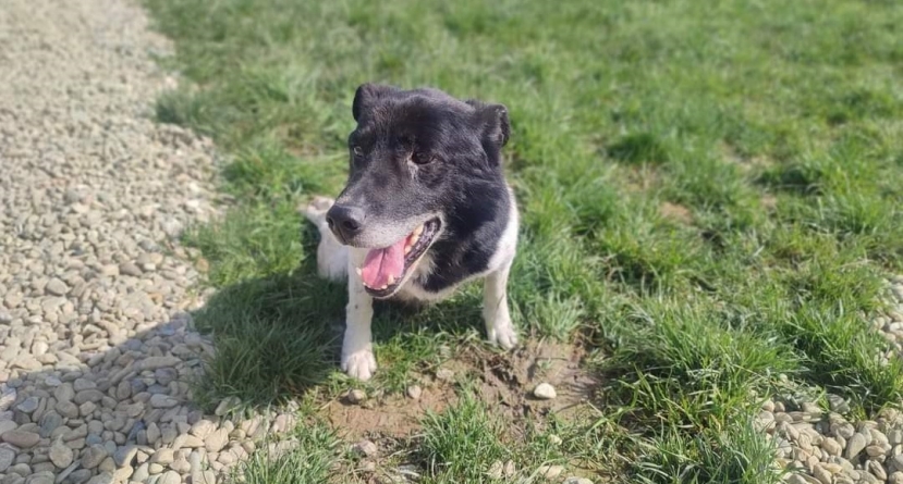 Apel Fight For Animals: Povestea patrupedului maramureșean care dorește să alerge cu prietenii blănoși! Ar avea nevoie de un cărucior de susținere!