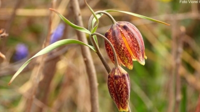 Frumusețea florei din România: Laleaua pestriță, minunăția din Maramureș, „floarea de șah”, adevărată încântare pentru pasionați! De ce este unică!
