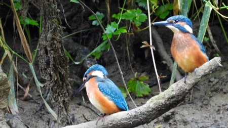 Frumusețile faunei din România: Pescărașul albastru, minunăția din Maramureș care este o adevărată încântare! Iată aici totul legat de viețuitoare!