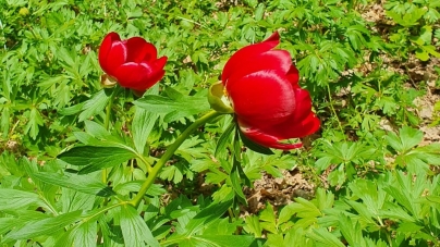 15 mai, în premieră, Ziua Bujorului Românesc!