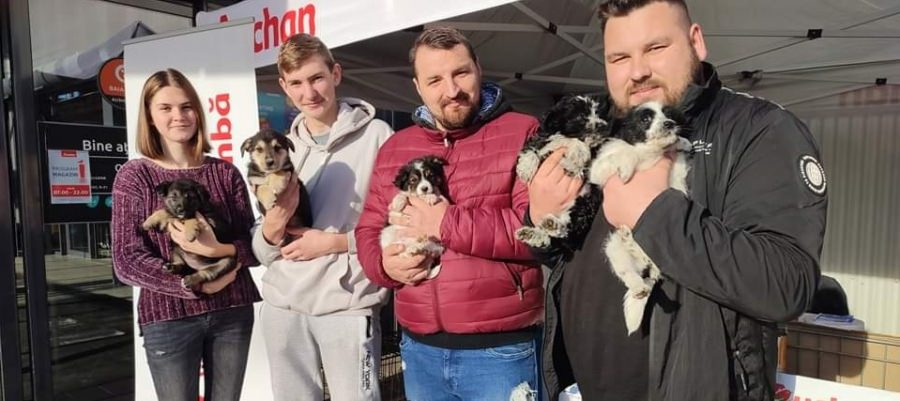 Găsește prietenul pe viață: Fight For Animals Baia Mare va avea o nouă acțiune de adopții, dar și de colectare de hrană; Ajută acum și tu animalele
