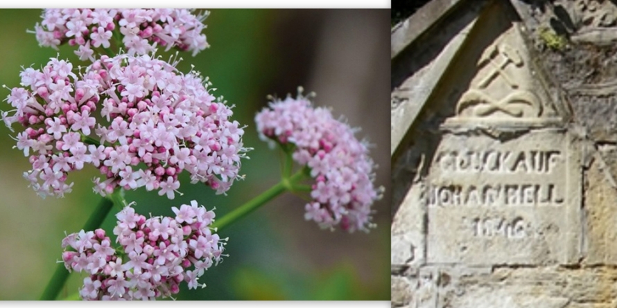 Băiuț, laboratorul farmaceutic al doctorului Feueregger în anul 1835 și tinctura de valeriană