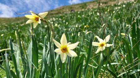 Splendoare caracteristică de primăvară aproape de Maramureș: A înflorit în Rodnei o autentică minunație din natură! Narcisele își arată frumusețea!