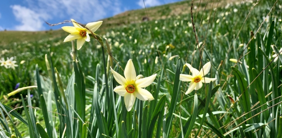 Splendoare caracteristică de primăvară aproape de Maramureș: A înflorit în Rodnei o autentică minunație din natură! Narcisele își arată frumusețea!