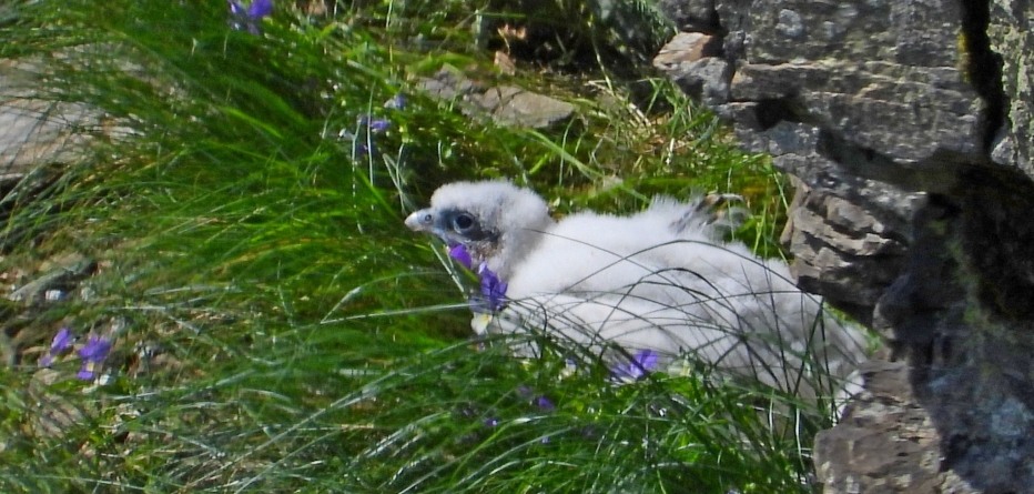 Frumuseți de la noi: Șoimul călător, minunăția din Maramureș care e o adevărată încântare pentru iubitorii de mediu. Iată totul despre viețuitoare!