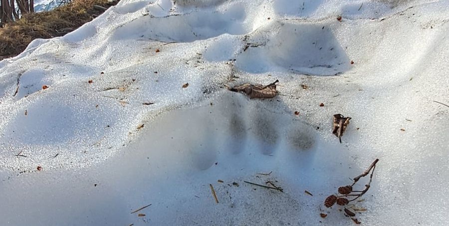 Atenție maximă la urs în munții maramureșeni: Anunț important cu privire la prezența animalelor, în Repedea și la stația meteorologică în Rodnei!
