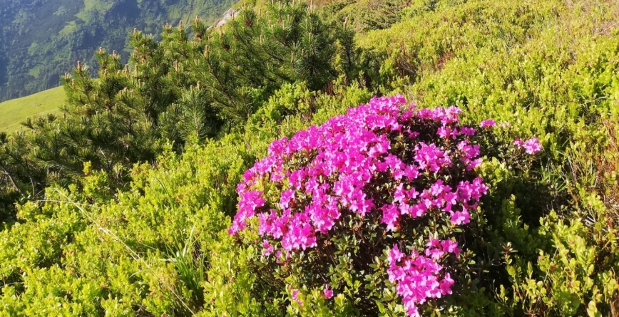 Spectacol de parfum și culoare: A început să înflorească bujorul de munte în Parcul Național Munții Rodnei