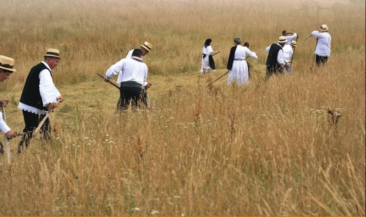 Se va face clacă de coasă în Groși
