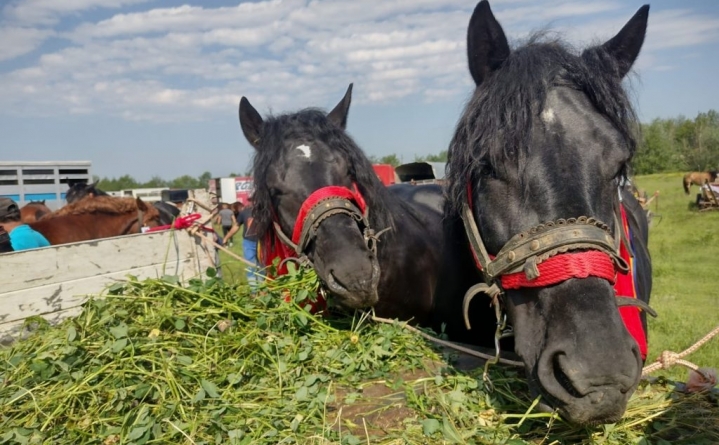 În weekend: Festival ecvestru în Suciu de Sus