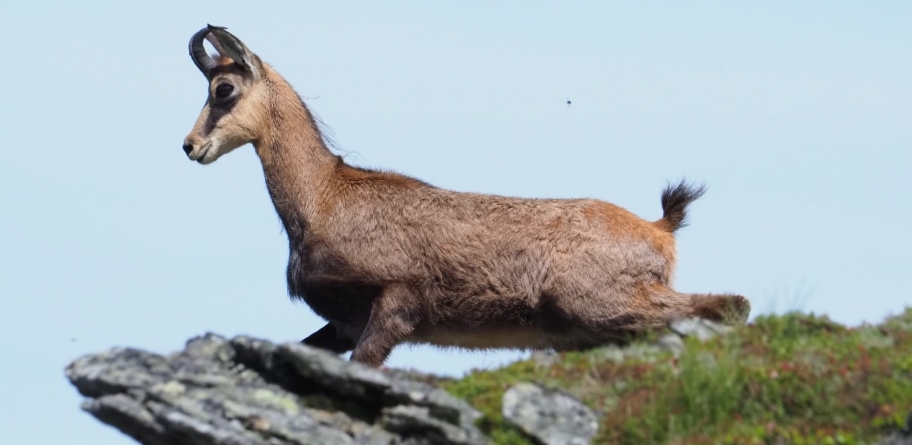 Spectacol superb al caprelor negre în Maramureș: Imagini fantastice, la înălțime, cu „perla faimoasă” a Carpaților, „pe acoperișul” Munților Rodnei