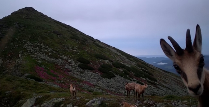 Curiozitate superbă a caprelor negre din Rodnei: Au verificat cu atenție și ele camera specială, montată de rangeri pentru supraveghere la înălțime