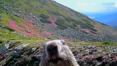 Fotografia săptămânii în Rodnei: Marmota a verificat cu atenție o cameră de supraveghere specială, montată de rangeri „pe acoperișul Maramureșului”
