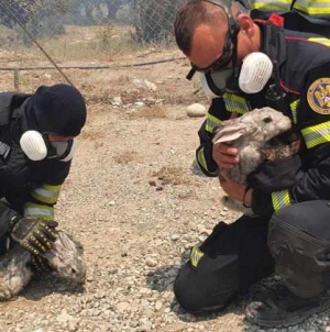 În acțiune, în Grecia: Cinci pompieri maramureșeni, la activitățile desfășurate acum de modulul României din Rodos; Sunt din detașamentul băimărean