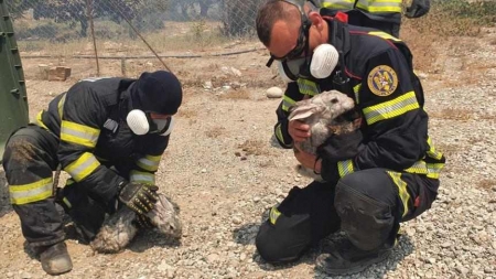 În acțiune, în Grecia: Cinci pompieri maramureșeni, la activitățile desfășurate acum de modulul României din Rodos; Sunt din detașamentul băimărean