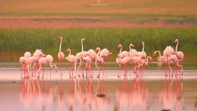 Fenomen rar în România: Mai multe păsări flamingo au putut fi văzute pe lacurile din Dobrogea