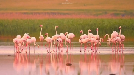 Fenomen rar în România: Mai multe păsări flamingo au putut fi văzute pe lacurile din Dobrogea