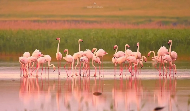 Fenomen rar în România: Mai multe păsări flamingo au putut fi văzute pe lacurile din Dobrogea