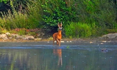 Fotografie superbă: Căprior care trece apa în Rezervația Naturală Cheile Lăpușului