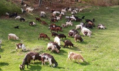 Pasiunea ce sfidează dificultatea: Familia Sabou și pașii spre creșterea caprelor