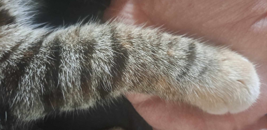 Ziua Internațională a Pisicilor: Foarte mulți maramureșeni au acasă câte o mică prietenă blănoasă, care le face viața mai frumoasă aducând fericire