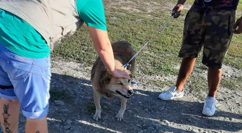 Era nevoie: Mini campanie de castrări a câinilor cu proprietari de pe Pirită