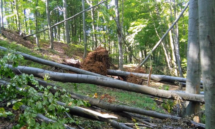 Consecința minitornadei din 17 septembrie 2017: Maramureșul are suprafețe forestiere afectate de episodul meteorologic, rar și sever, și în prezent